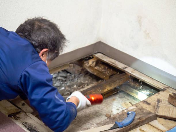 Best Black Mold Removal  in Greensboro, MD