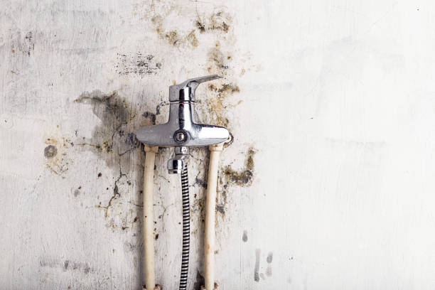 Best Mold Cleaning Services  in Greensboro, MD