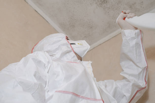 Best Mold Damage Repair  in Greensboro, MD