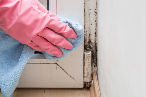 Crawl Space Mold Removal in Greensboro, MD